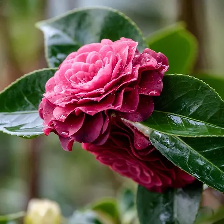 Casa Fermil Da Graça Casa de Férias Veade
