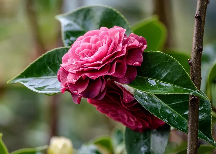 Casa Fermil Da Graca Tatil Evi Veade