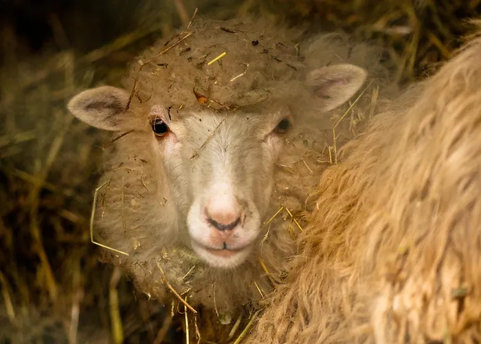 Casa Fermil Da Graca 펜션