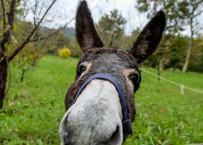 Casa Fermil Da Graca *