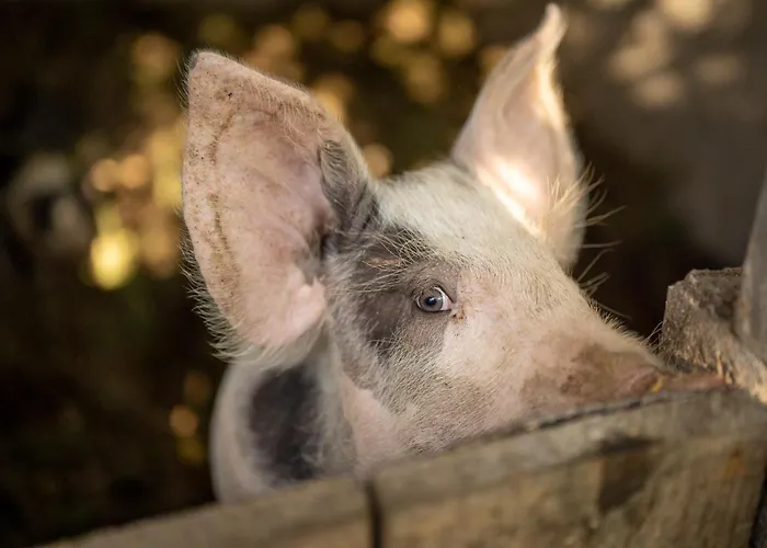 Tatil Evi Casa Fermil Da Graca