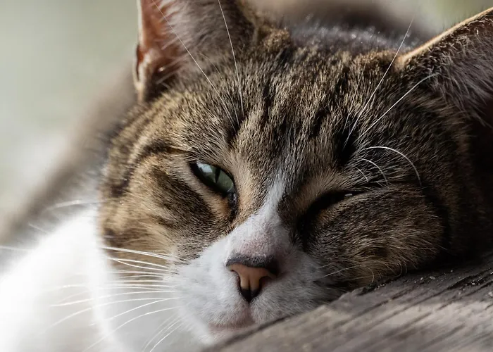 Casa Fermil Da Graca Tatil Evi *