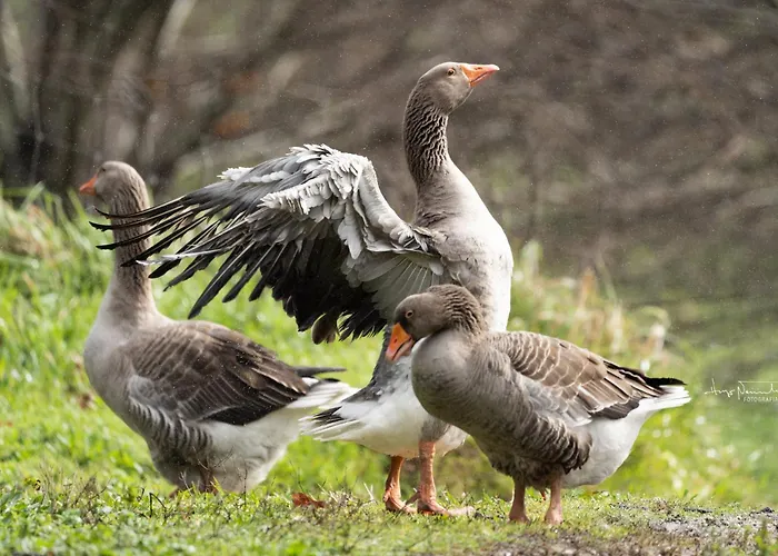 Casa Fermil Da Graca *